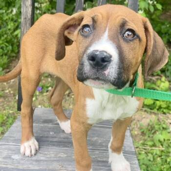 Mixed Breed Dogs Available for Adoption in Cincinnati, Ohio - Ashby | PetCurious