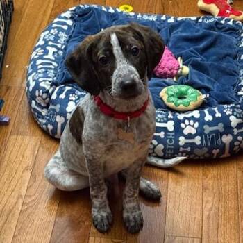 Hound Dogs Available for Adoption - Candy Pup: Snickers | PetCurious