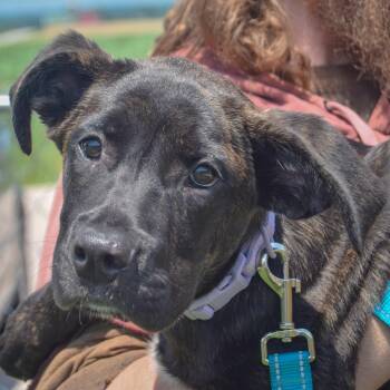 Tonya -  Cane Corso and Dutch Shepherd Dog for Adoption in Huntley, Illinois - Tonya | PetCurious