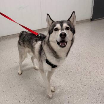 Ghost -  Husky Dog for Adoption in Indianapolis, Indiana - Ghost | PetCurious