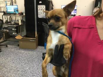 Chihuahua and Mixed Breed Dogs Available for Adoption in Thousand Palms, California - RUSTY | PetCurious