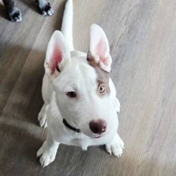 Rescue Mixed Breed Dogs for Adoption in Jeffersonville, Indiana - Sophie | PetCurious