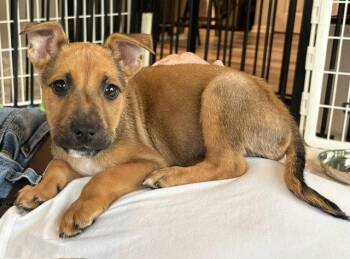Rightie -  Terrier Dog for Adoption in Newport, Kentucky - Rightie | PetCurious