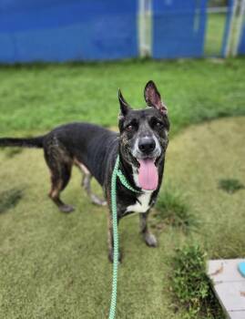 CLINT -  Shepherd Dog for Adoption in Wooster, Ohio - CLINT | PetCurious