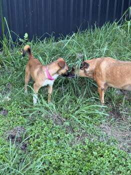 Terrier Dogs Available for Adoption in Silsbee, Texas - Pixie Dust | PetCurious