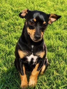 Sammy -  Miniature Pinscher Dog for Adoption in Washington, District Of Columbia - Sammy | PetCurious