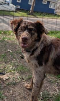 Australian Shepherd and Chihuahua Dogs Available for Adoption in Minneapolis, Minnesota - Francesca | PetCurious