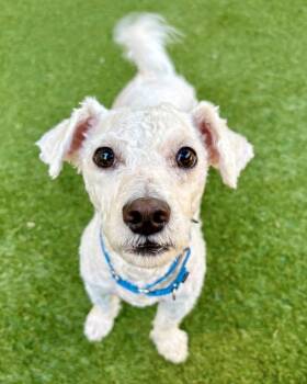 Pedro -  Poodle Dog for Adoption in Novato, California - Pedro | PetCurious