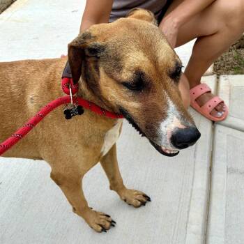Bramble(Yuma) -  Mountain Cur Dog for Adoption in Chattanooga, Tennessee - Bramble(Yuma) | PetCurious