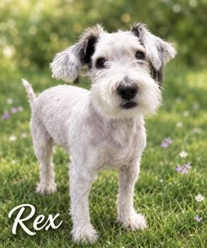 Rex - The Sweetest Boy -  Schnoodle Dog for Adoption in Citrus Heights, California - Rex - The Sweetest Boy | PetCurious