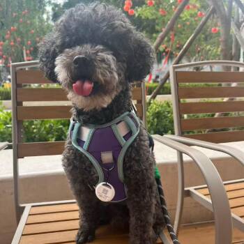 Dido -  Miniature Poodle Dog for Adoption in Richmond, British Columbia - Dido | PetCurious
