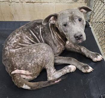 Starry -  Pit Bull Terrier Dog for Adoption in Mobile, Alabama - Starry | PetCurious