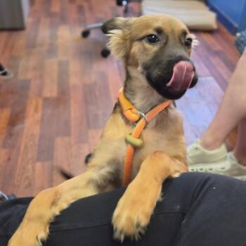 Lima -  Catahoula Leopard Dog Dog for Adoption in Wahiawa, Hawaii - Lima | PetCurious