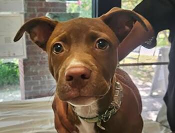 Queso -  Mixed Breed Dog for Adoption in Nashville, Tennessee - Queso | PetCurious