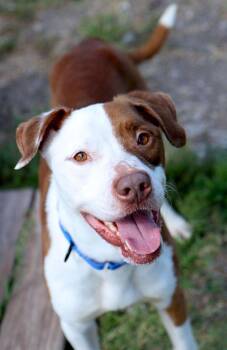 Seal -  Hound Dog for Adoption in Kansas City, Kansas - Seal | PetCurious