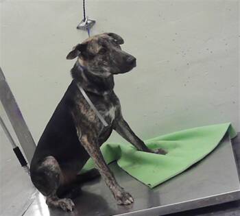 MELODY -  Staffordshire Bull Terrier and Mixed Breed Dog for Adoption in Houston, Texas - MELODY | PetCurious