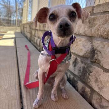 Mixed Breed Dogs Available for Adoption - Odette | PetCurious