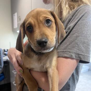 Truffle -  Hound Dog for Adoption in Chesapeake, Virginia - Truffle | PetCurious