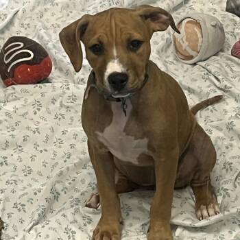 Birdie -  Shepherd and Mixed Breed Dog for Adoption in Wilmington, Delaware - Birdie | PetCurious