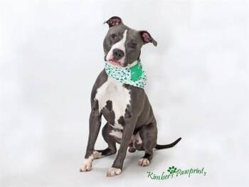 Boxer and Mixed Breed Dogs Available for Adoption - BABOON | PetCurious