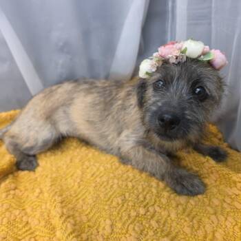 Susie Q -  Terrier Dog for Adoption in Foley, Alabama - Susie Q | PetCurious