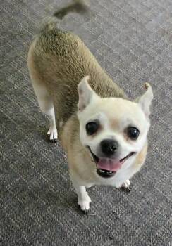 Sis -  Chihuahua Dog for Adoption in Richmond, Kentucky - Sis | PetCurious