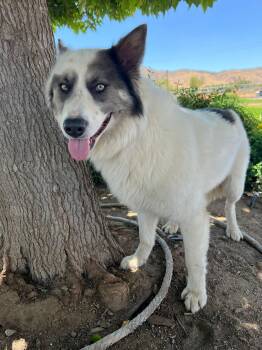 Lobo -  Siberian Husky and Australian Shepherd Dog for Adoption in Menifee, California - Lobo | PetCurious