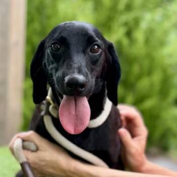 Chewy -  Labrador Retriever and Hound Dog for Adoption in Atlanta, Georgia - Chewy | PetCurious