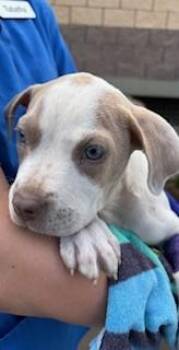 Murphy -  Pit Bull Terrier and Mixed Breed Dog for Adoption in Honolulu, Hawaii - Murphy | PetCurious
