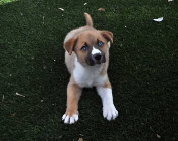 Cattle Dog and Australian Shepherd Dogs Available for Adoption - Cornelius | PetCurious