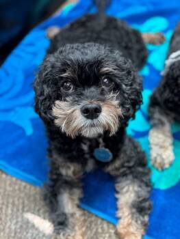 Rescue Cavapoo Dogs for Adoption in Parker, Colorado - Cisco Kid 25074 | PetCurious