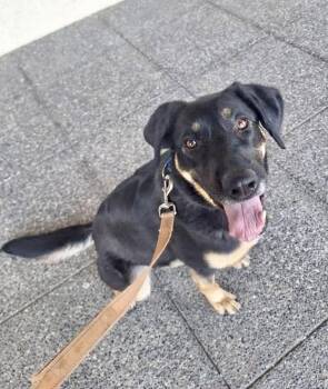 Rescue German Shepherd Dog Dogs for Adoption in West Richland, Washington - Pepper-FOSTER NEEDED | PetCurious