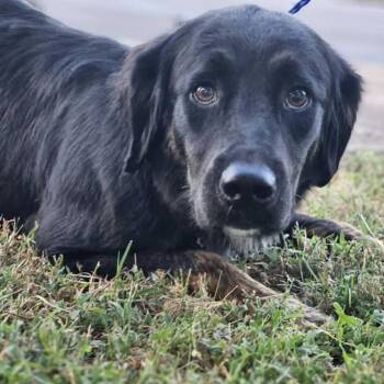 Temperance -  Retriever Dog for Adoption in Fort Payne, Alabama - Temperance | PetCurious