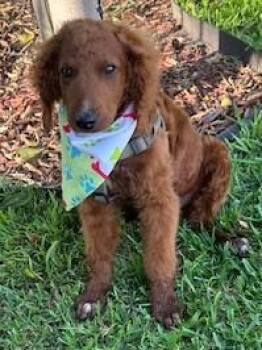 CANELO -  Goldendoodle Dog for Adoption in Bell Gardens, California - CANELO | PetCurious