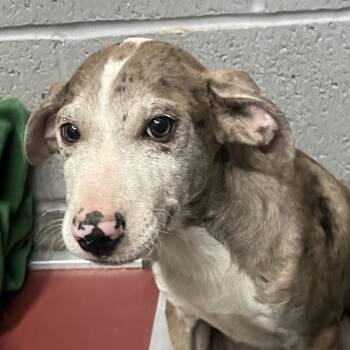 Cookie dough -  Mixed Breed Dog for Adoption in Corbin, Kentucky - Cookie Dough | PetCurious