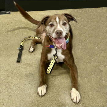 Rescue Pit Bull Terrier and Staffordshire Bull Terrier Dogs for Adoption in Cincinnati, Ohio - Mojo 2025 | PetCurious