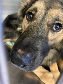 PAUL -  German Shepherd Dog and Mixed Breed Dog for Adoption in Grand Prairie, Texas - PAUL | PetCurious