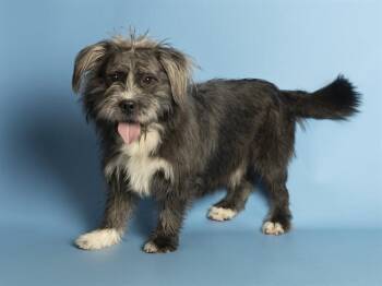 CHEWIE -  Scottish Terrier Dog for Adoption in Phoenix, Arizona - CHEWIE | PetCurious