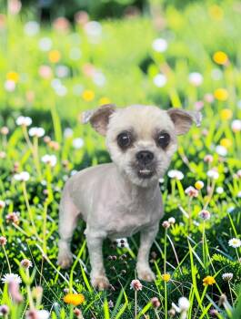 Yoda -  Maltese and Poodle Dog for Adoption in Dallas, Georgia - Yoda | PetCurious