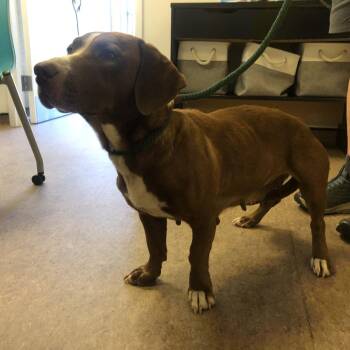 Caramel -  Basset Hound Dog for Adoption in Brentwood, Missouri - Caramel | PetCurious