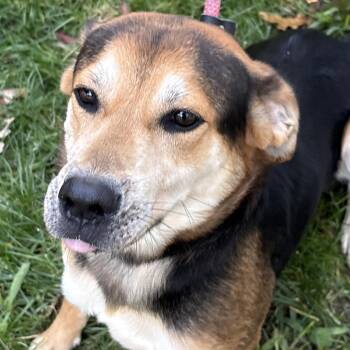 Nelson -  Hound Dog for Adoption in Calverton, New York - Nelson | PetCurious