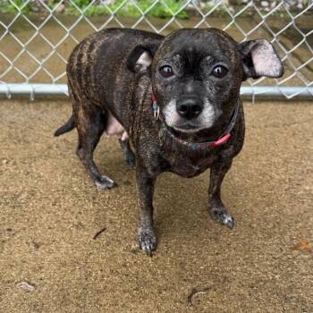 Chihuahua Dogs Available for Adoption in Circleville, Ohio - Bella | PetCurious