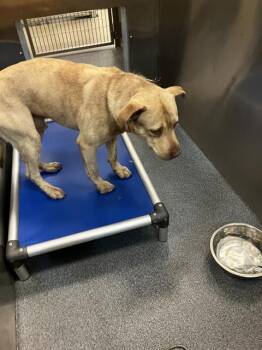 Pit Bull Terrier Dogs Available for Adoption in Dallas, Texas - A1285649 | PetCurious