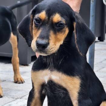 Devon -  Black And Tan Coonhound and Beagle Dog for Adoption in Calabash, North Carolina - Devon | PetCurious
