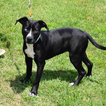 Zelda -  Mixed Breed Dog for Adoption in Searcy, Arkansas - Zelda | PetCurious