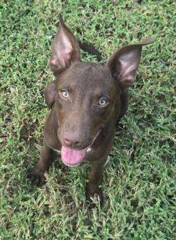 Elliott -  Rat Terrier Dog for Adoption in Holly Springs, Mississippi - Elliott | PetCurious