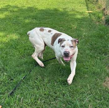 Bones Jones -  Pit Bull Terrier Dog for Adoption in Evansville, Indiana - Bones Jones | PetCurious