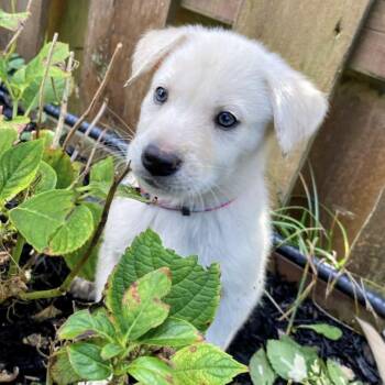 Rescue Retriever Dogs for Adoption in Niagara Falls, Ontario - Avalanche (20251021-05) | PetCurious
