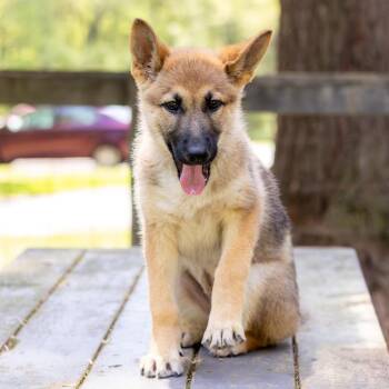 German Shepherd Dog Dogs Available for Adoption - Charlie | PetCurious