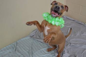 Toasty -  Pit Bull Terrier Dog for Adoption in Mckinney, Texas - Toasty | PetCurious